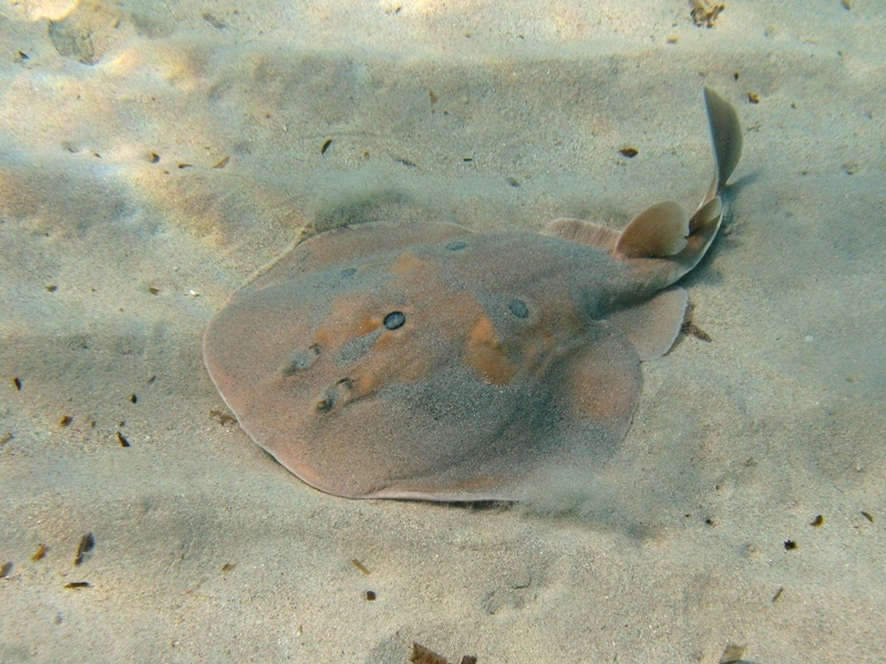 Orme sulla sabbia 2... (Torpedo torpedo)